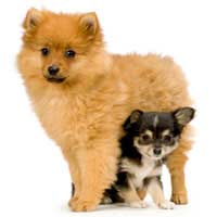 Unscrupulous Dog Breeders